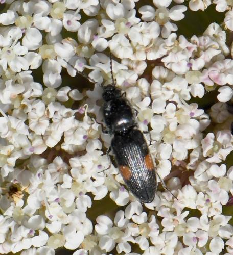 Cardiophorus biguttatus